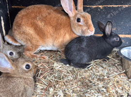 Pure bred Rex bunny's
