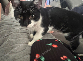 4 month female kitten