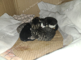 Two male stripey Bengal kittens Grey and black