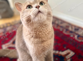 Lilac British short hair cat