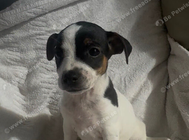 jack russell puppys