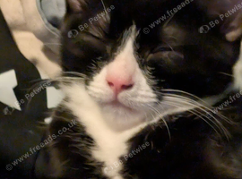 Nala sweet cat