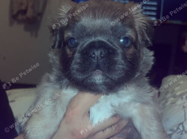 Female visual fluffy frenchie