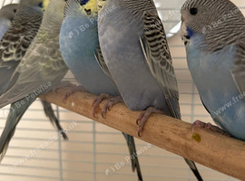 Baby Budgies