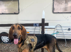 Bloodhound for sale