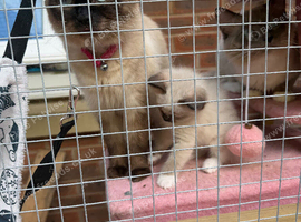 Ragdoll