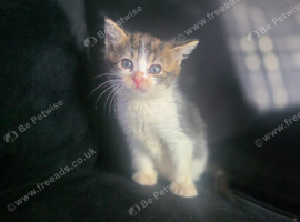 Kittens
