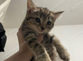 Ready now British Shorhair x kittens Quick sale