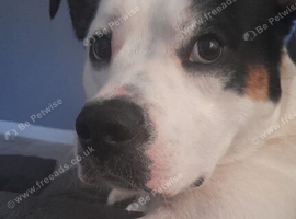 Border collie cross