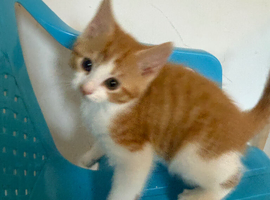 3 ginger male kittens looking for a new home