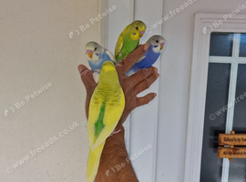 Super silly hand tamed budgies