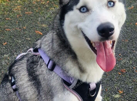 Siberian Husky female