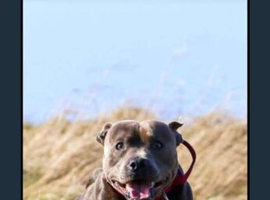 Blue staffy puppies (blue bronson line)