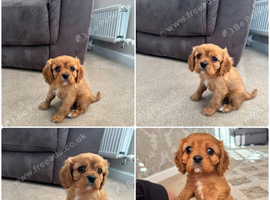 King Charles cavalier Ruby BOY