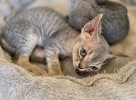 Devon Rex Pedigree TICA Registered