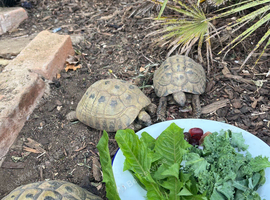 Hermann Female Tortoise Wanted