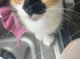 2 female cats free need gone asap