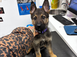 Princess the German shepherd