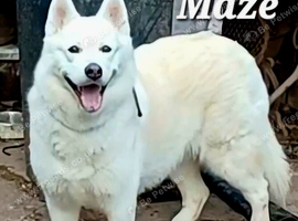 Rescue dogs searching for their furever homes