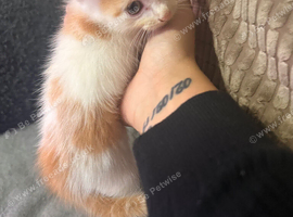 2 gorgeous male kittens for sale