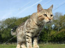 Bengal boy 10 weeks old