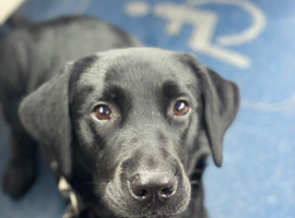 Labrador puppies