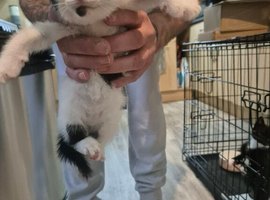 Kittens for sale