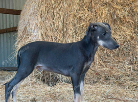 READY TO LEAVE. Stunning Lurcher puppies!! Dogs only!!