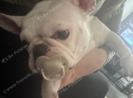 French bulldog 2 years old