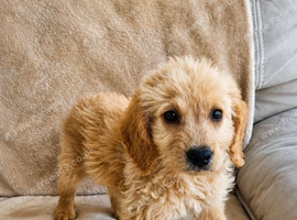 Labradoodle puppies (2 females left)