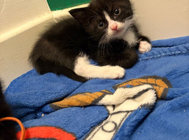 Kittens ready for their home