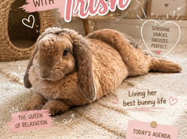 Plush mini lop