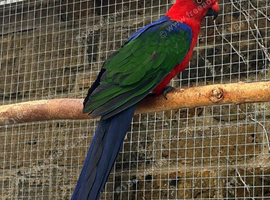 Amboina King Parrot