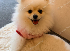 Fifi the pomeranian
