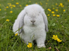 Mini lops