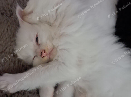 Pedigree Maine coon kittens