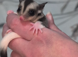 Two female mosaic joeys