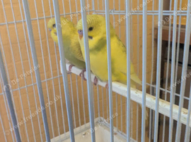 Baby budgies for sale