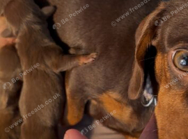 Miniature dachshunds