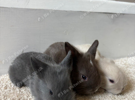 Gorgeous Baby Lionhead Rabbits