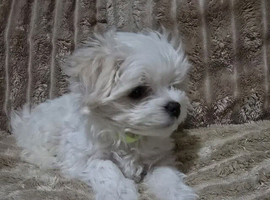 Gorgeous Little Maltese Girl Available