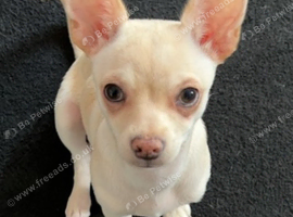 Stunning chihuahua for stud