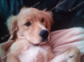 Handsom spanador puppy 4 5 monthes oid