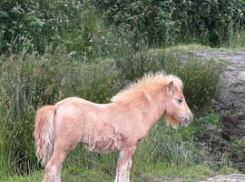 Miniature Shetland foals