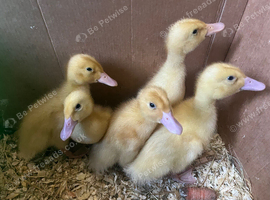 5x baby ducks