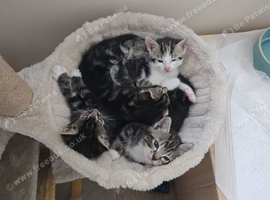 Kittens for sale