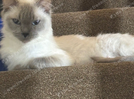 6 year old female ragdoll tica and gccf un neutered