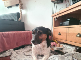 Rocket the Russell up for stud!