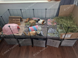 2 x Friendly bonded female guinea pigs with complete set up