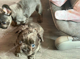 French bulldog puppies